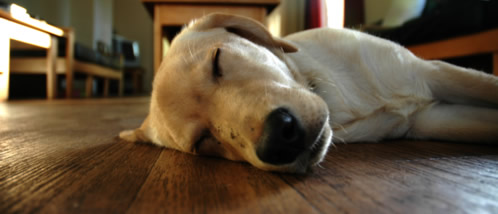 Dog asleep on hardwood floors by SoFloClean